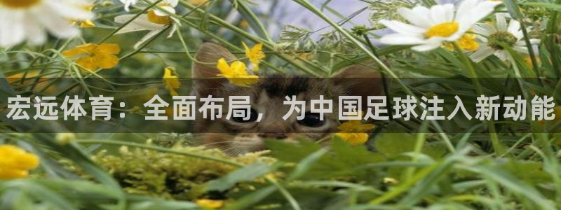 欧亿体育官方正版app新能源：宏远体育：全面布局，为